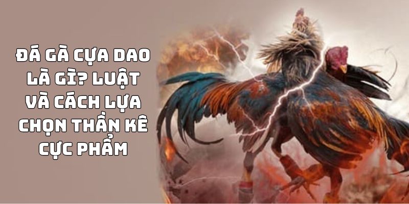 Đá Gà Cựa Dao Là Gì? Luật Và Cách Lựa Chọn Thần Kê Cực Phẩm