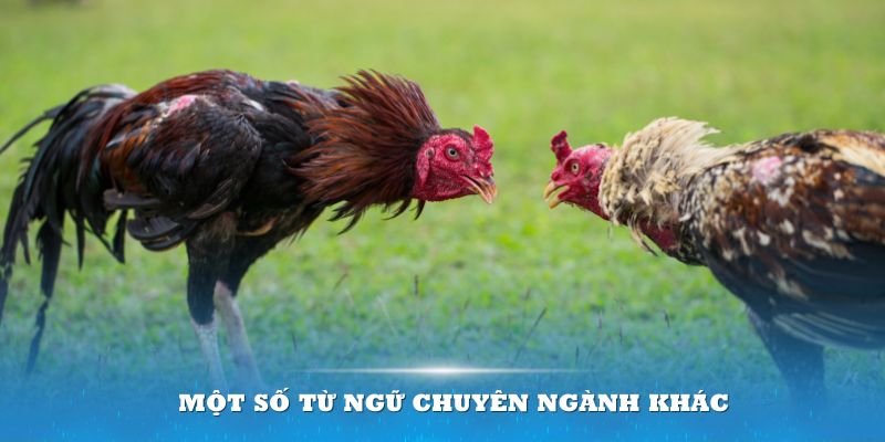 Nắm bắt thêm một số từ ngữ chuyên ngành khác