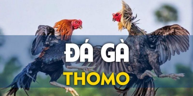 Những kinh nghiệm chơi đá gà Thomo của các cao thủ