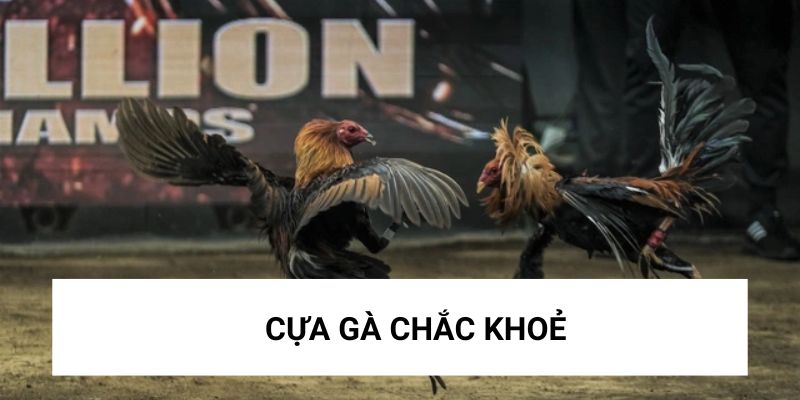 Gà Tây Ban Nha có cựa rất khoẻ