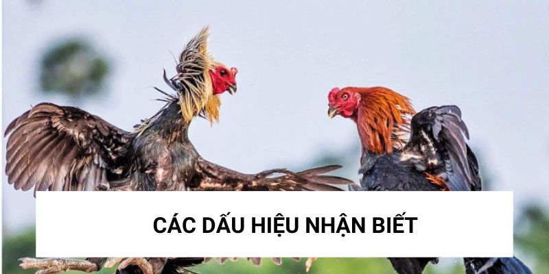 Cách nhận dạng những con gà Tây Ban Nha