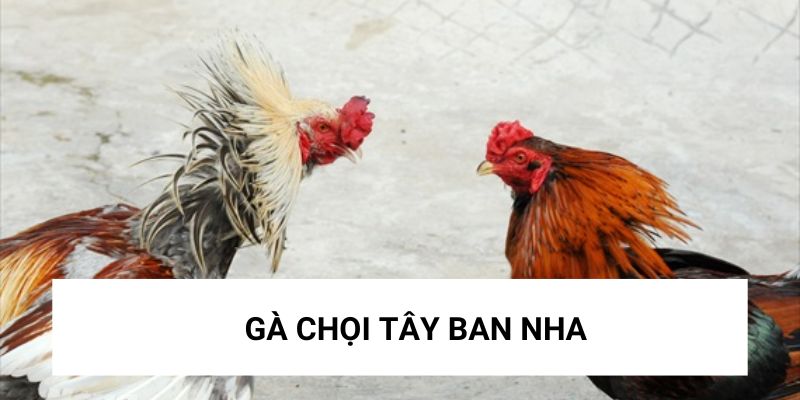 Gà chọi Tây Ban Nha - Mãnh thú siêu chiến trên sân đấu