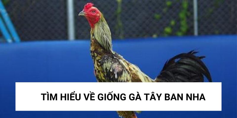 Tìm hiểu về giống gà của Tây Ban Nha