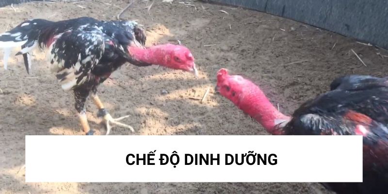 Cần chú ý về chế độ dinh dưỡng