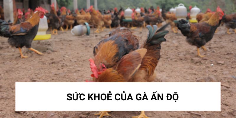 Chiến kê trên sàn đấu