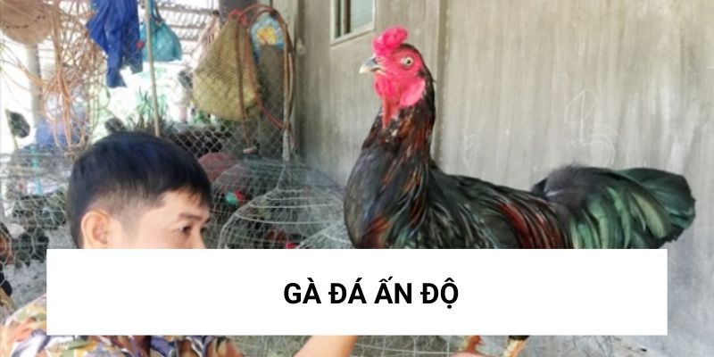 Tìm hiểu về giống gà đá Ấn Độ và cách nuôi dưỡng