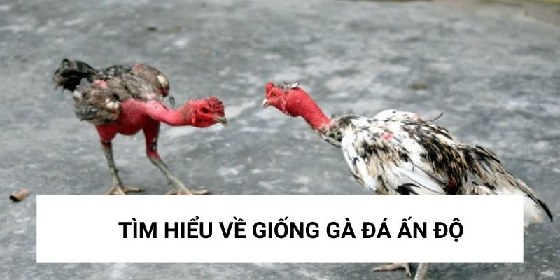 Tìm hiểu về giống gà nổi tiếng từ Ấn Độ