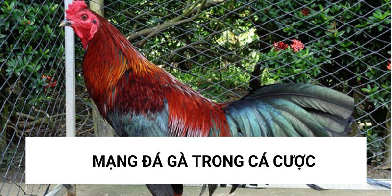 Xem mạng đá gà khá quan trọng khi cược