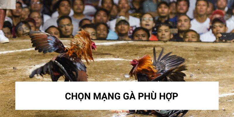 Chọn mạng gà phù hợp để đấu