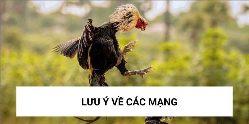 Lưu ý về các mạng dễ sinh dễ khắc