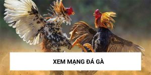 Xem mạng đá gà và những lưu ý cần biết để thắng cược